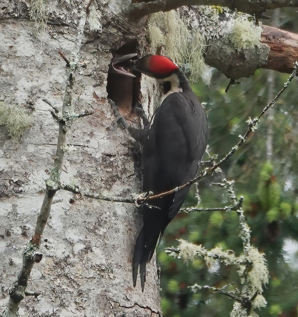 Pileated Woodpecker - Ann Nightingale