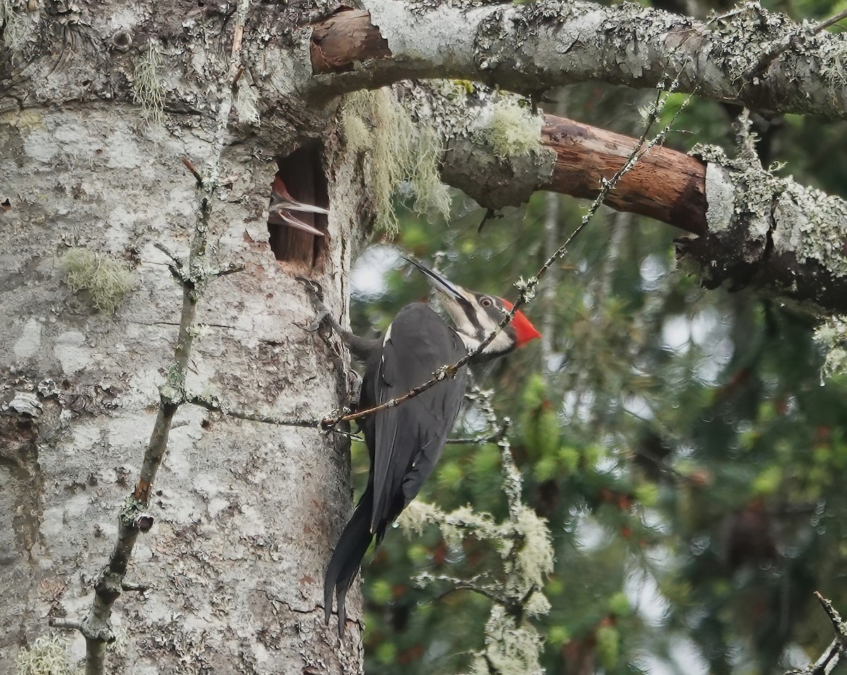 Pileated Woodpecker - Ann Nightingale