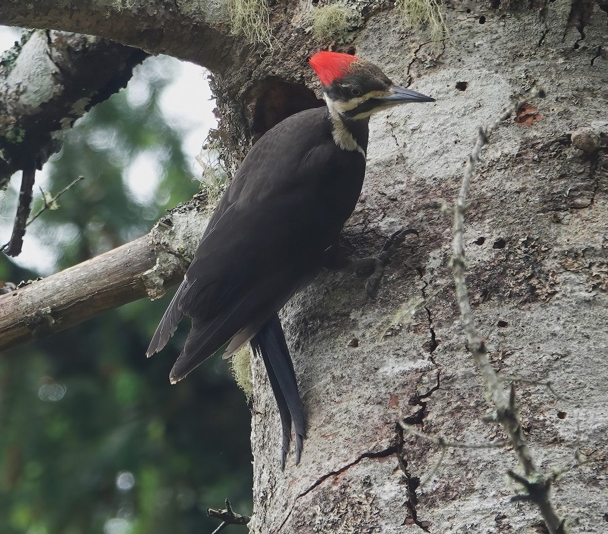 Pileated Woodpecker - Ann Nightingale