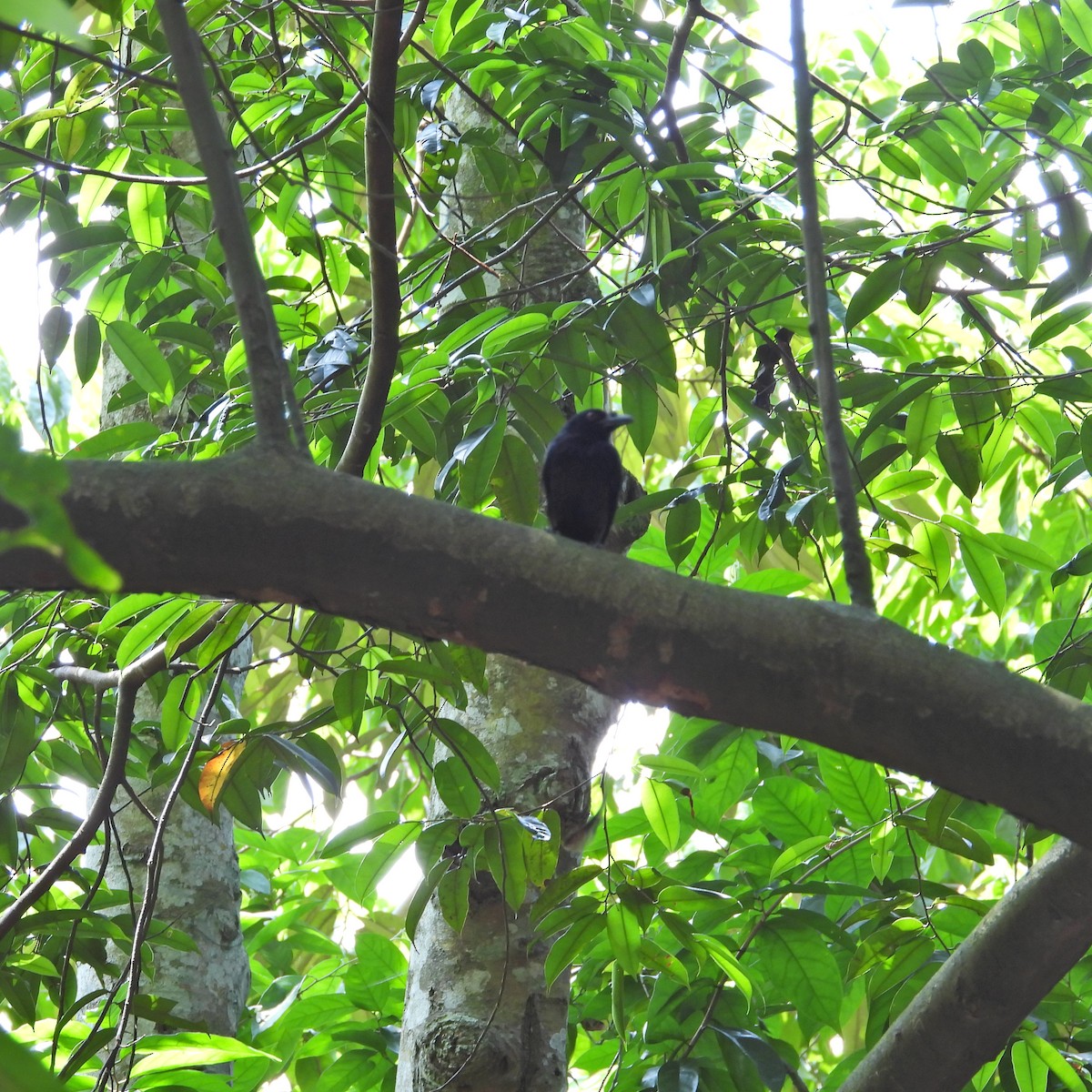 Greater Racket-tailed Drongo - Alisha Tay