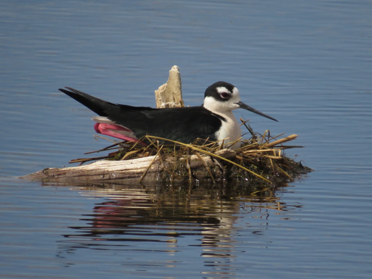 Black-necked Stilt - Dennis Kuchar