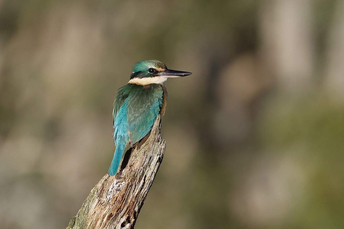 Sacred Kingfisher - ML619556974