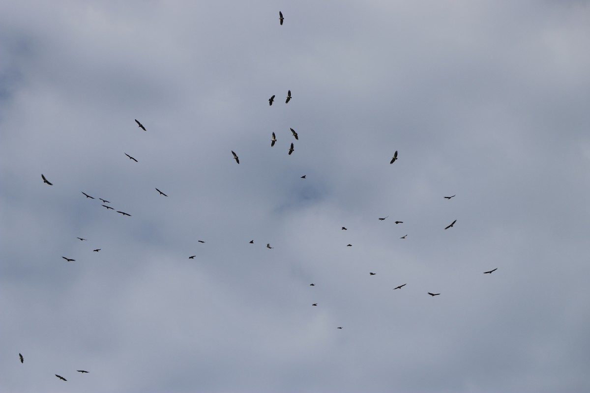 White-backed Vulture - Berenice Manning