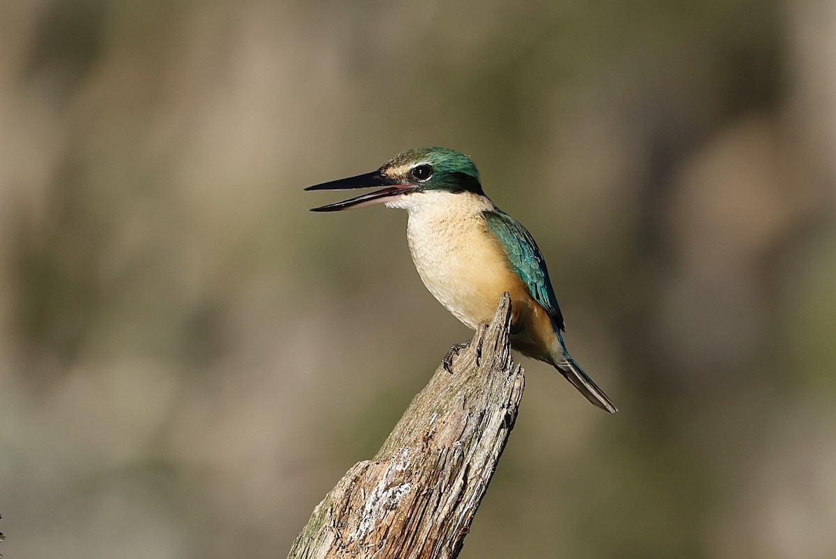 Sacred Kingfisher - Elspeth M