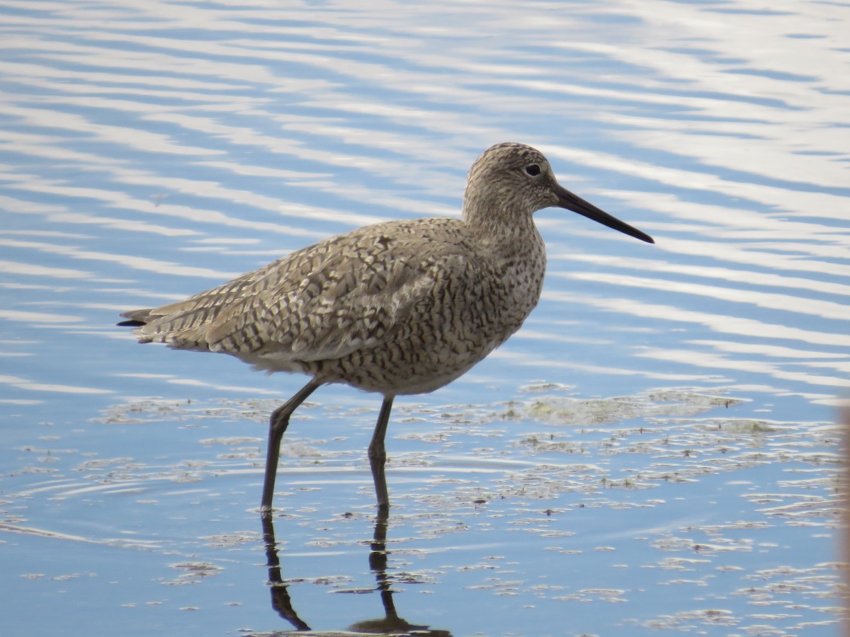 Willet - Dennis Kuchar