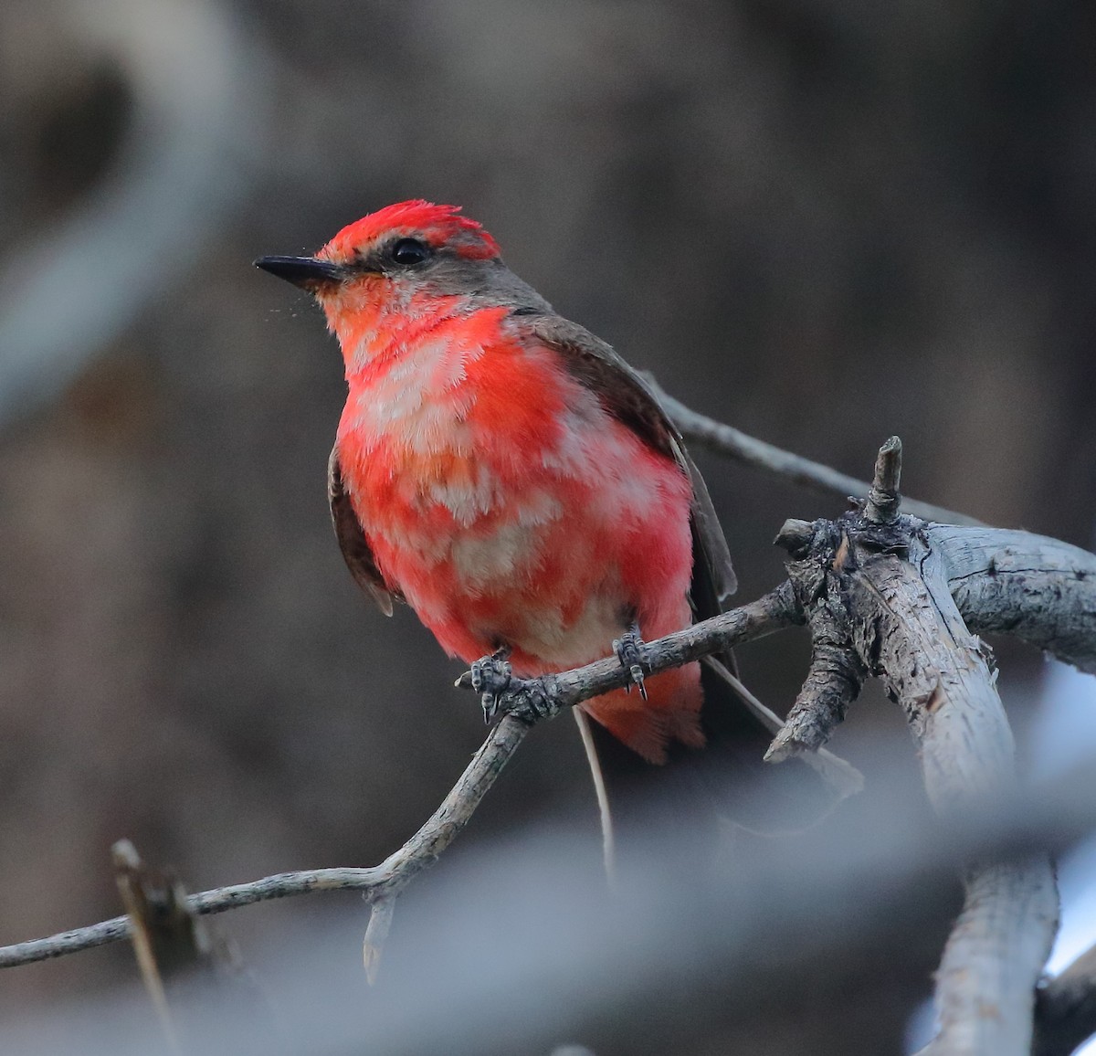 Vermilion Flycatcher - Rob Lowry