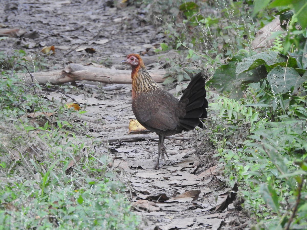 Red Junglefowl - Selvaganesh K