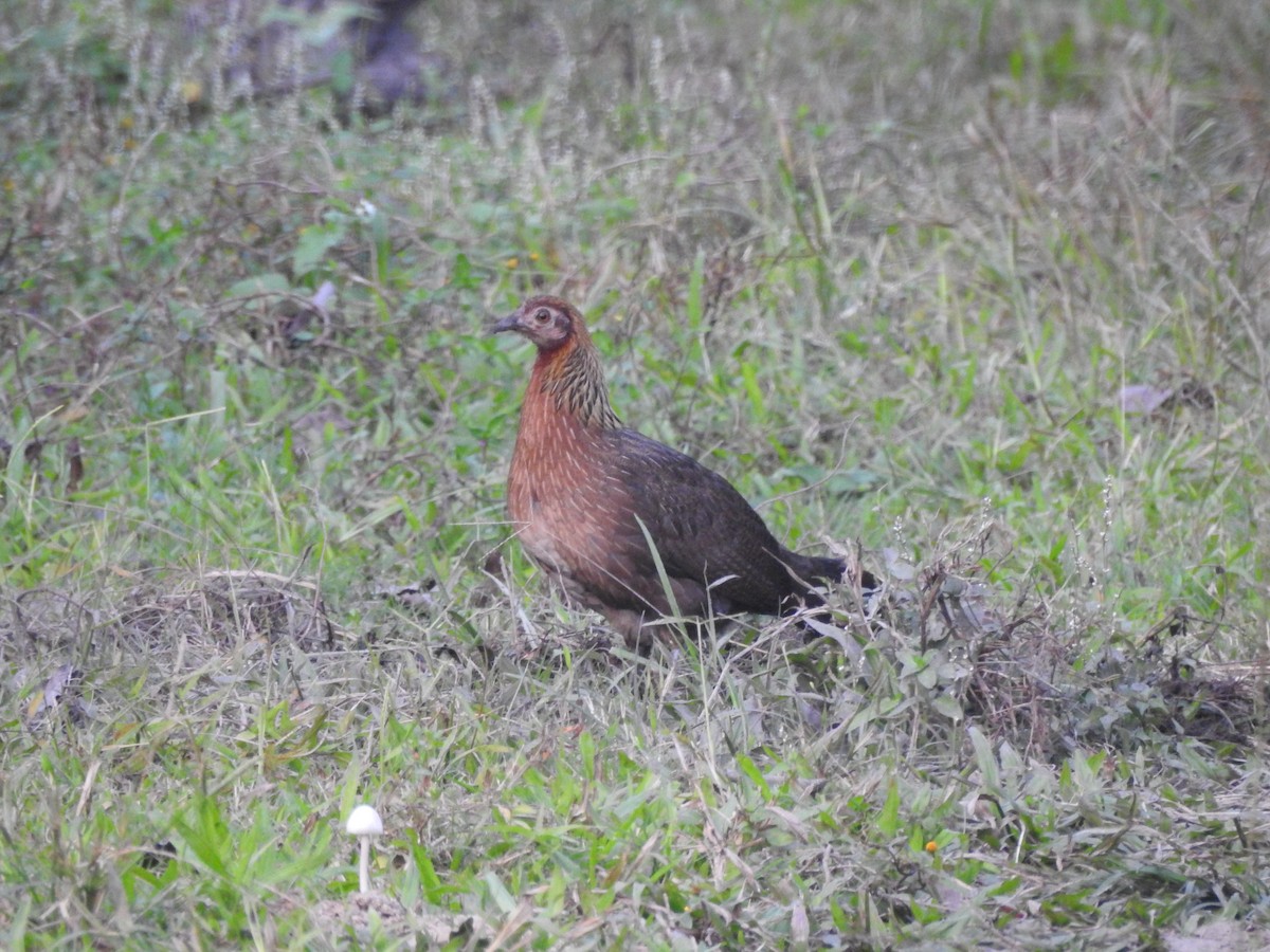 Red Junglefowl - Selvaganesh K