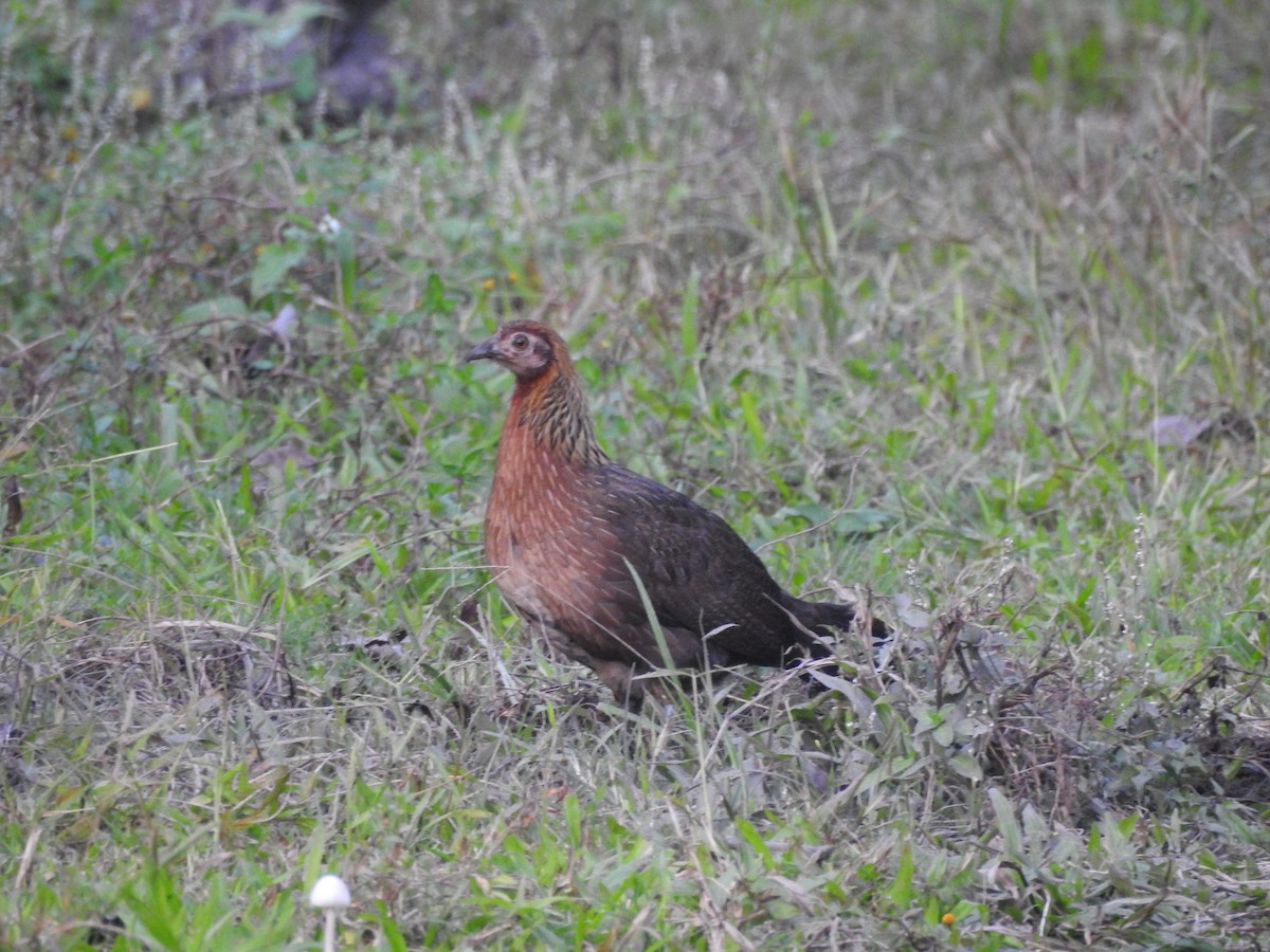 Red Junglefowl - Selvaganesh K