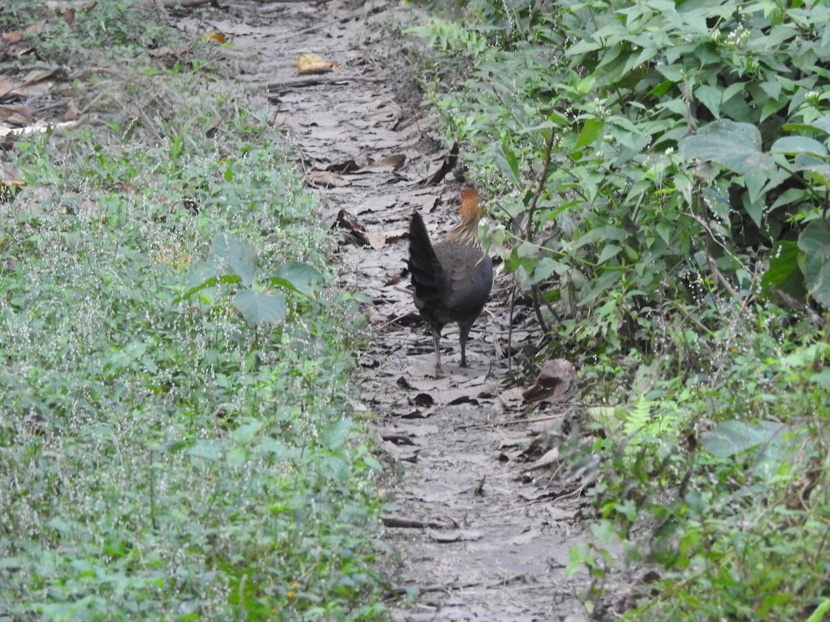 Red Junglefowl - Selvaganesh K