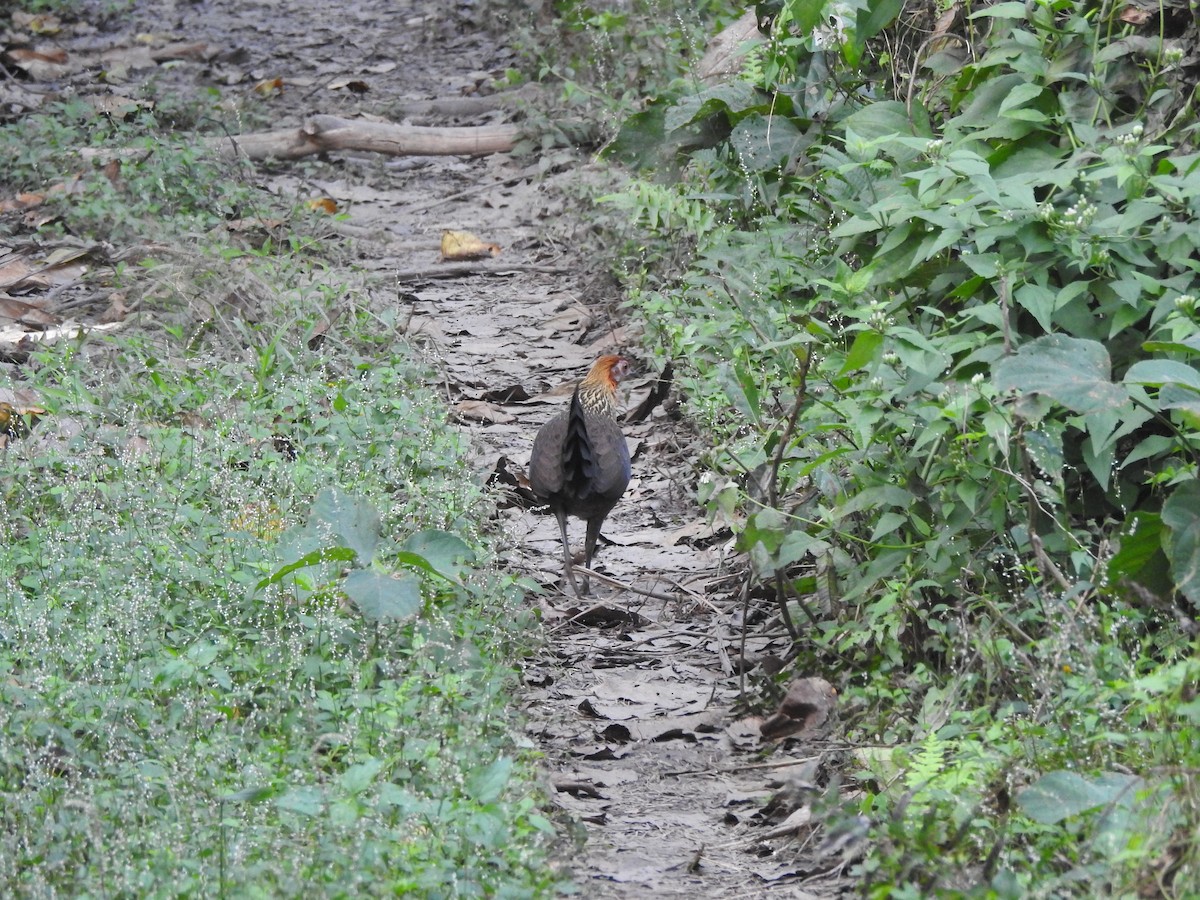 Red Junglefowl - Selvaganesh K