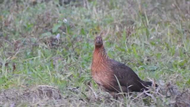 Red Junglefowl - ML619556997