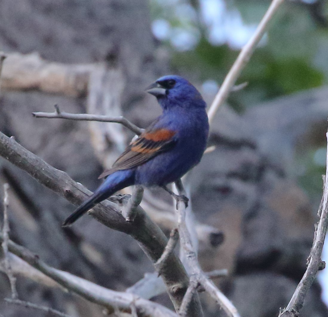 Blue Grosbeak - Rob Lowry