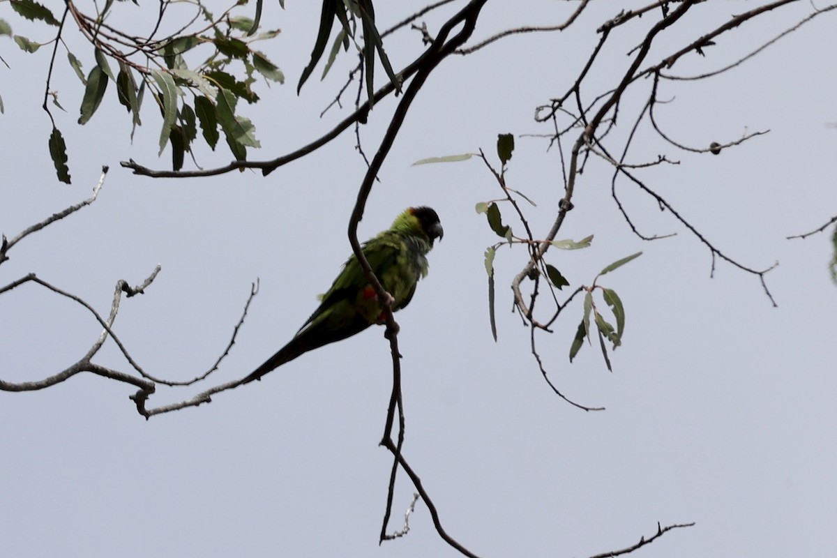 Nanday Parakeet - Ann Stockert