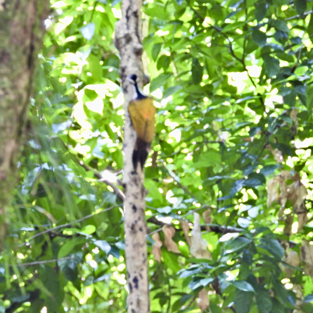 Common Flameback - Alisha Tay