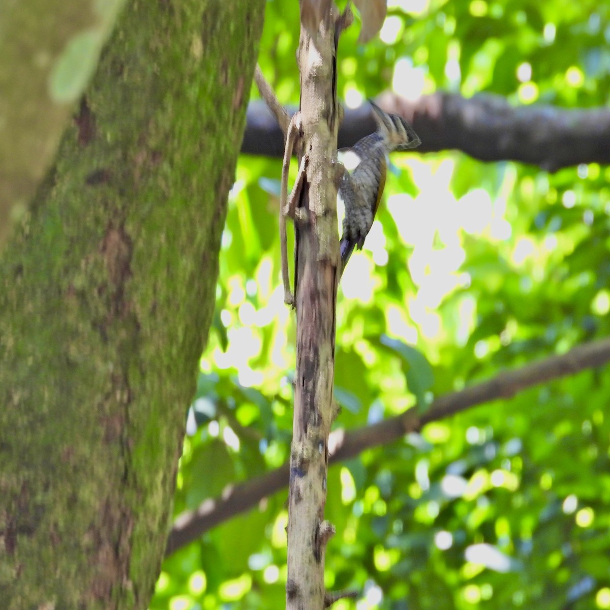 Common Flameback - ML619557004