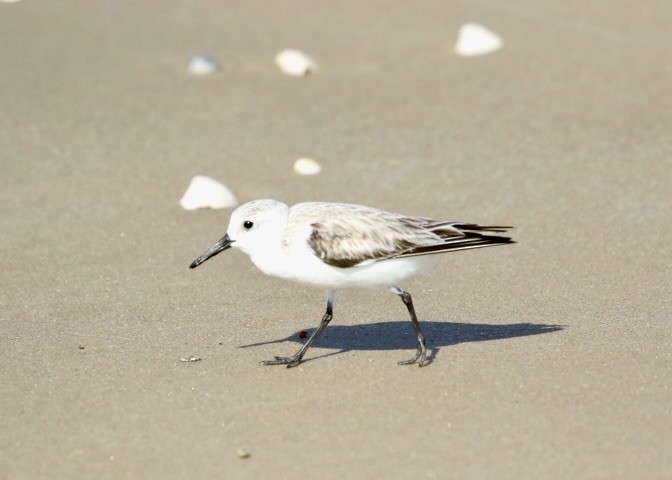 Sanderling - Dave Bengston