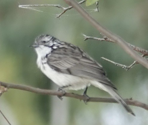 Striped Honeyeater - ML619557010