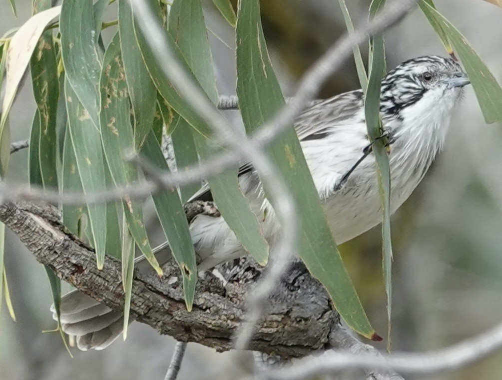 Striped Honeyeater - Robert Morison and Joyce Ives