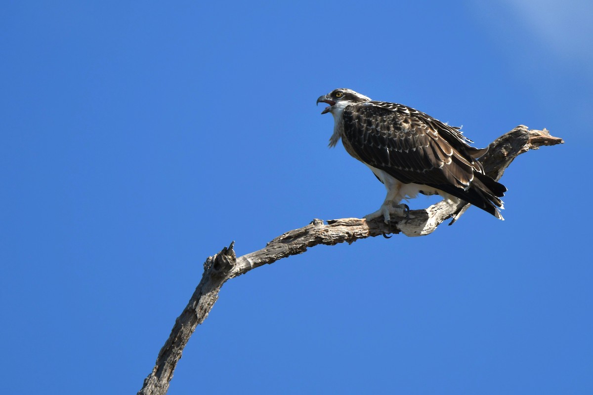 Osprey - Trevor Ross