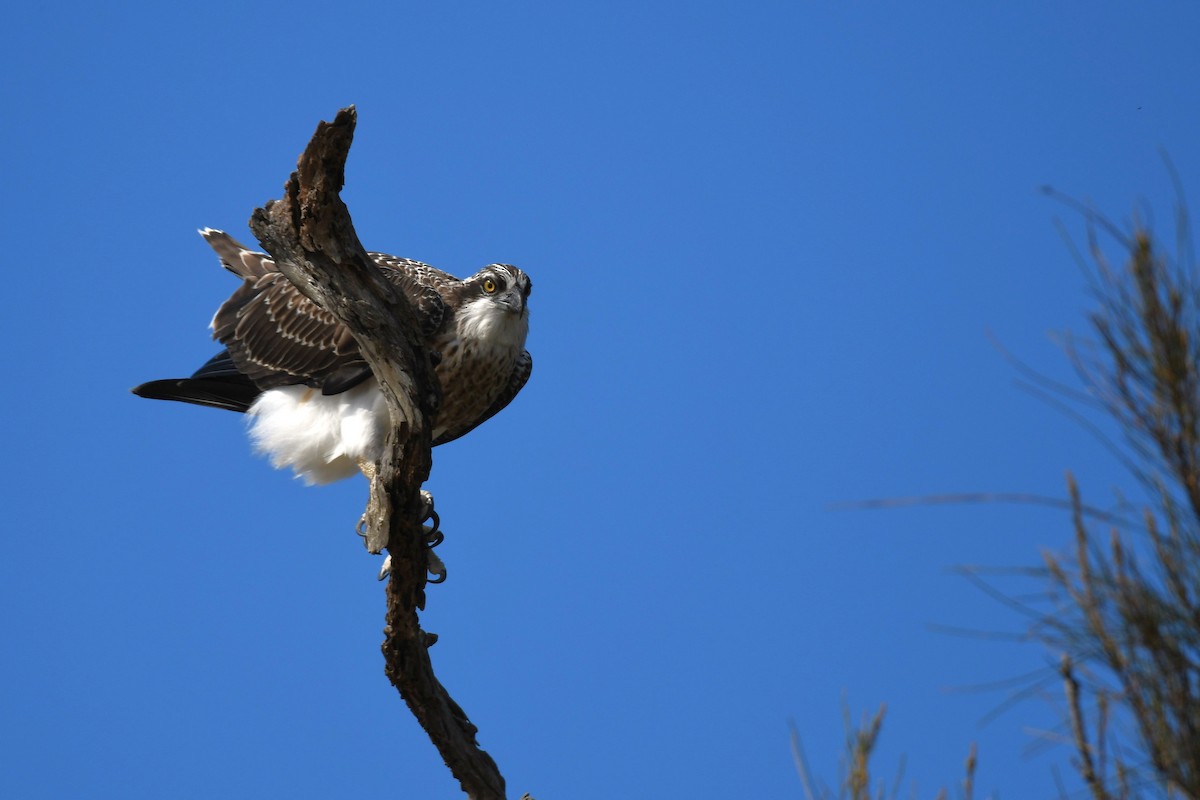 Osprey - Trevor Ross