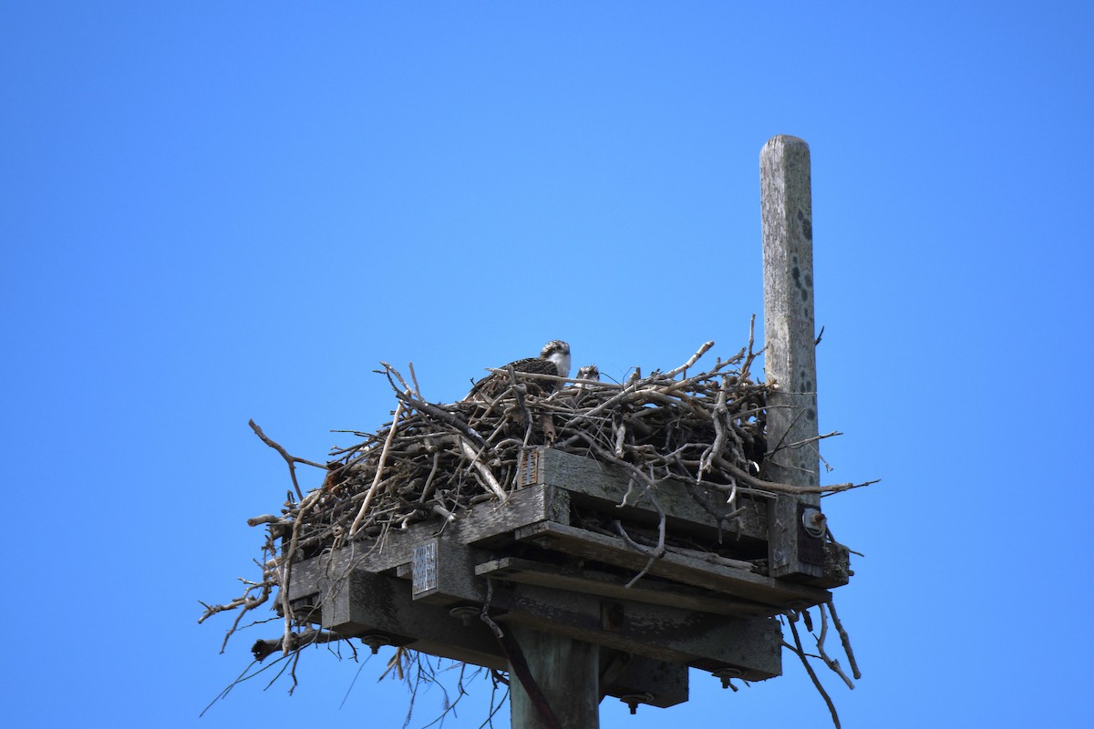 Osprey - Trevor Ross