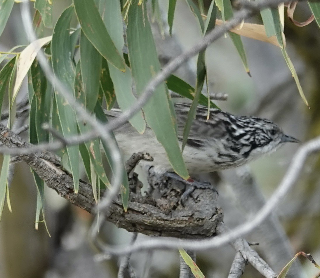 Striped Honeyeater - Robert Morison and Joyce Ives