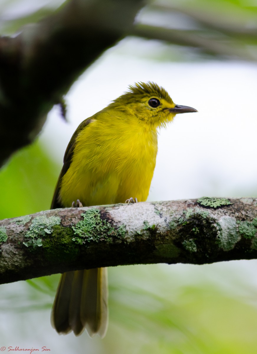 Yellow-browed Bulbul - Subharanjan Sen