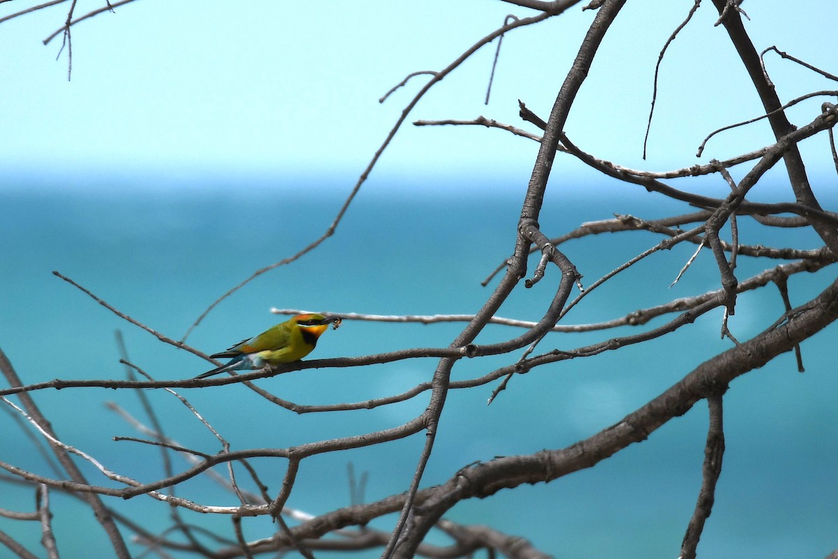 Rainbow Bee-eater - Trevor Ross