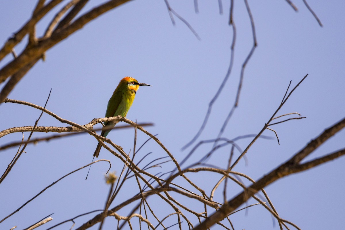 Rainbow Bee-eater - Trevor Ross