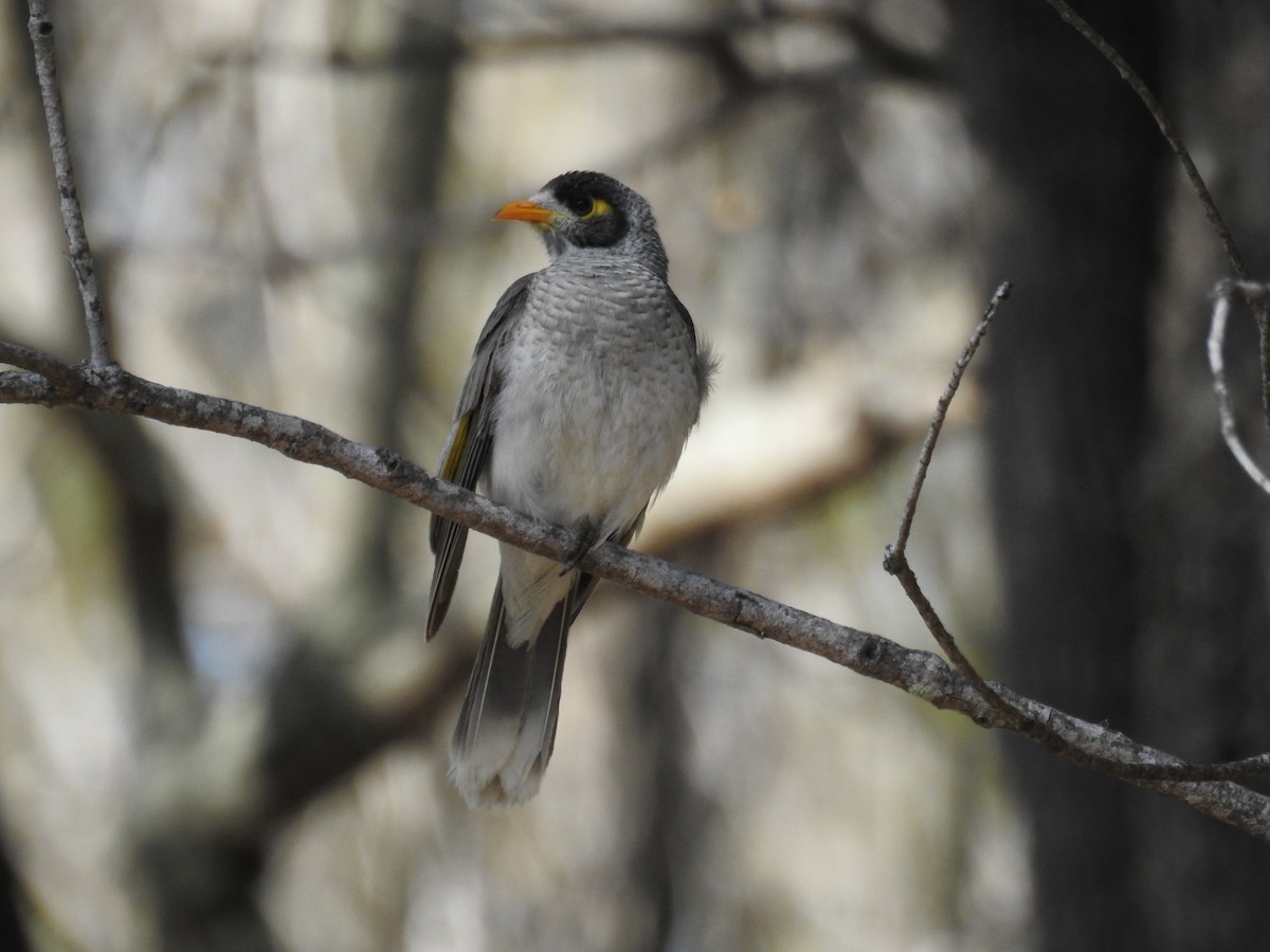 Noisy Miner - Trevor Ross