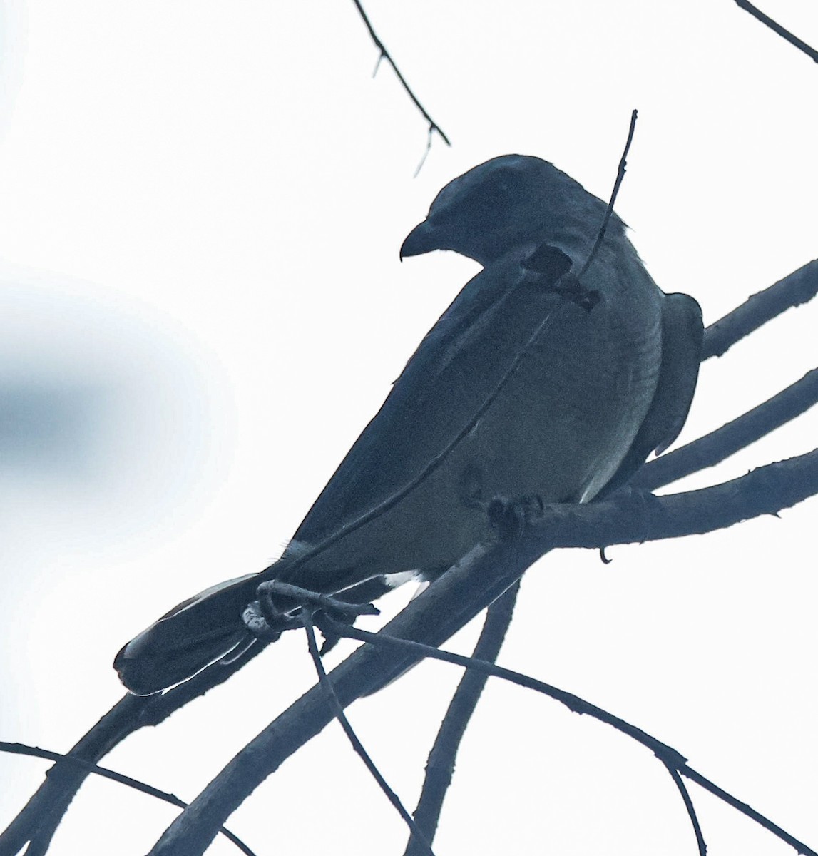 Large Cuckooshrike - Sanjay Gupta