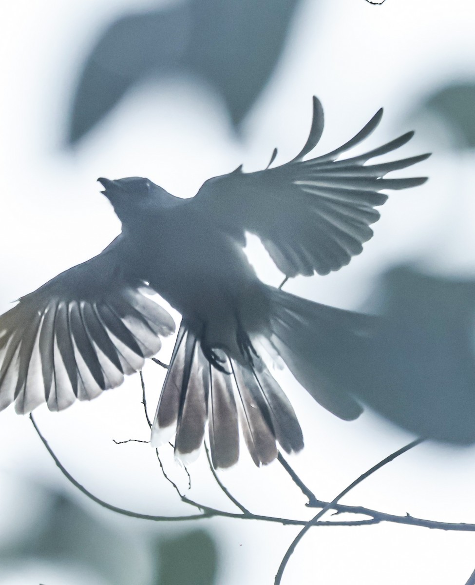 Large Cuckooshrike - Sanjay Gupta