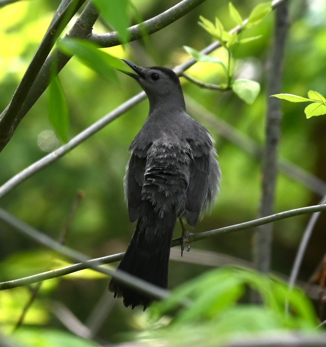 Gray Catbird - Nicolle and H-Boon Lee