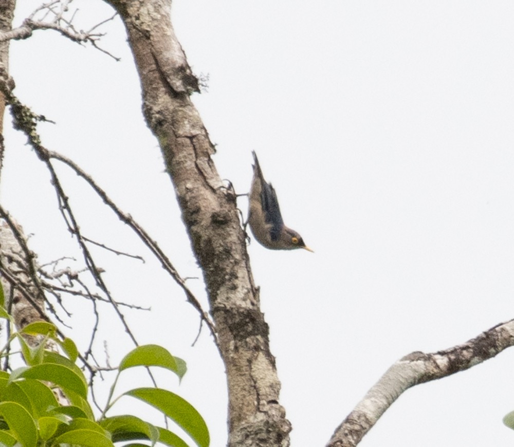 Yellow-billed Nuthatch - Lindy Fung