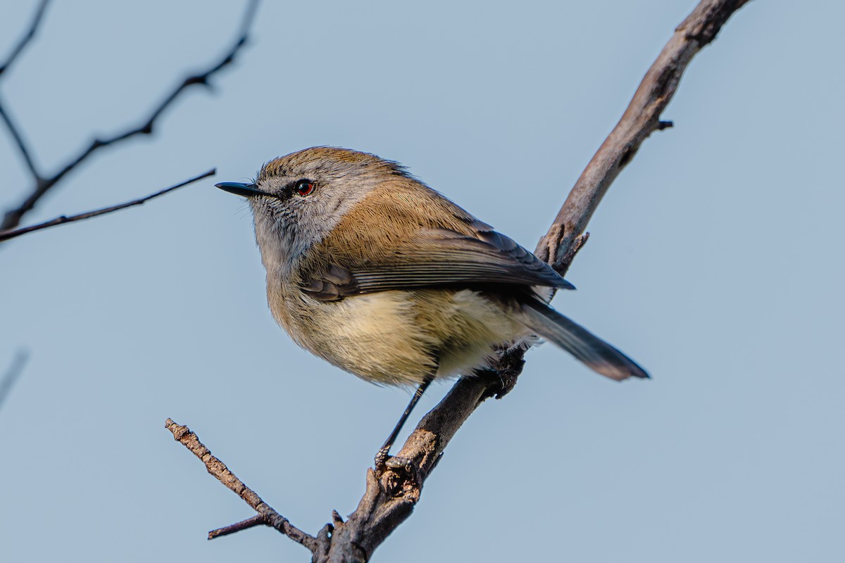 Brown Gerygone - Gary Dickson