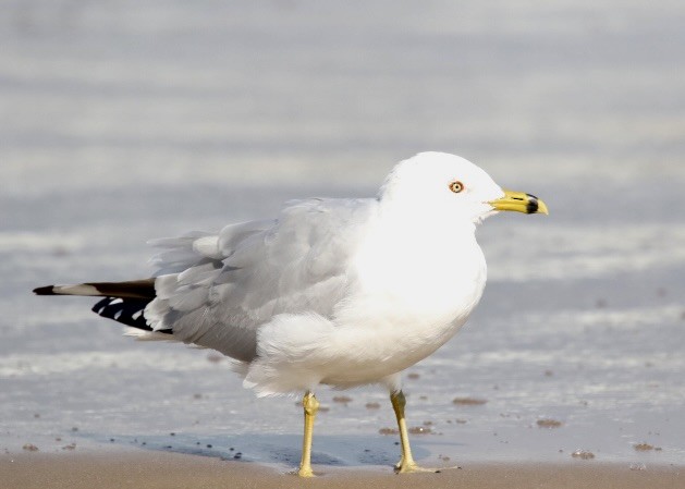 Ring-billed Gull - Dave Bengston