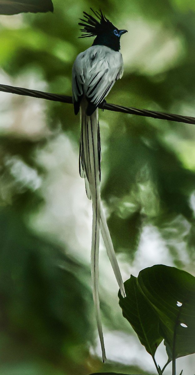 Indian Paradise-Flycatcher - Sanjay Gupta