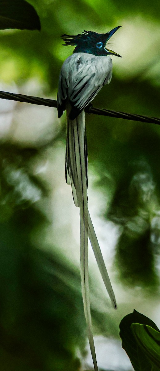 Indian Paradise-Flycatcher - Sanjay Gupta