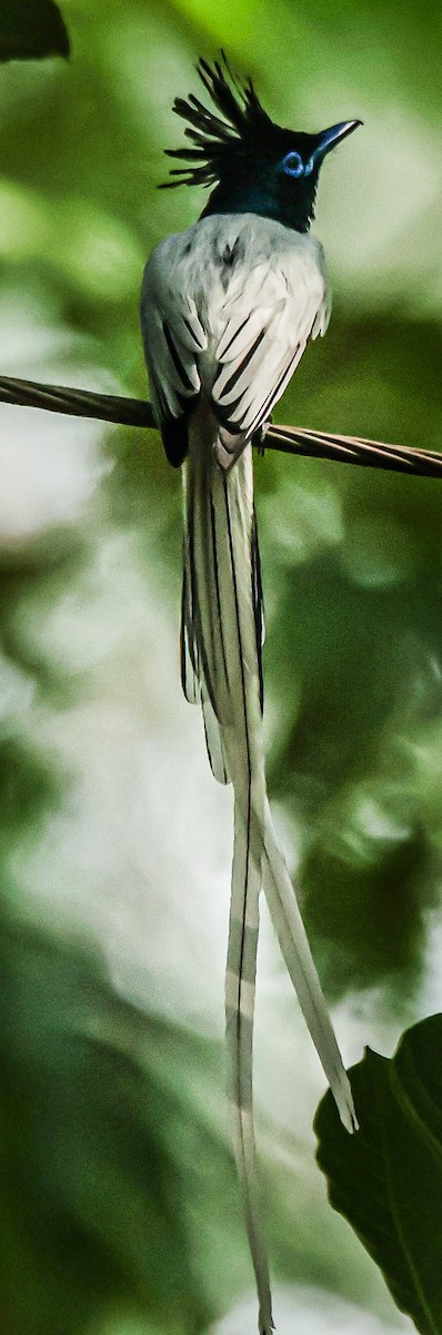 Indian Paradise-Flycatcher - Sanjay Gupta