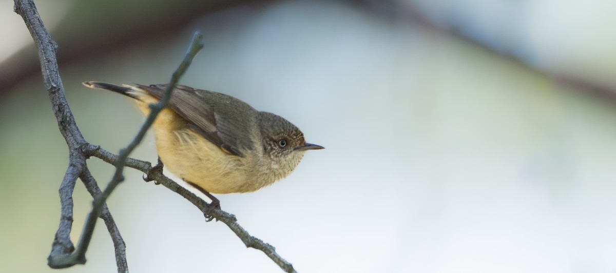 Buff-rumped Thornbill - ML619557048