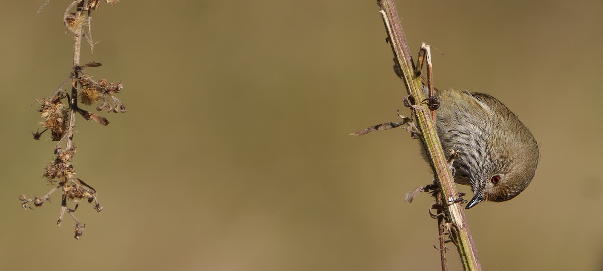 Brown Thornbill - Ben Milbourne