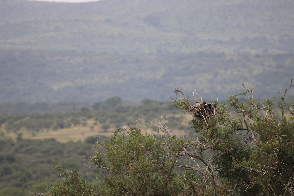 White-backed Vulture - Berenice Manning