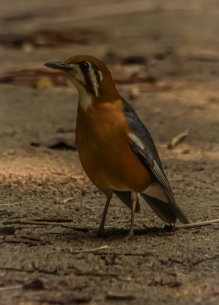 Orange-headed Thrush - Sanjay Gupta