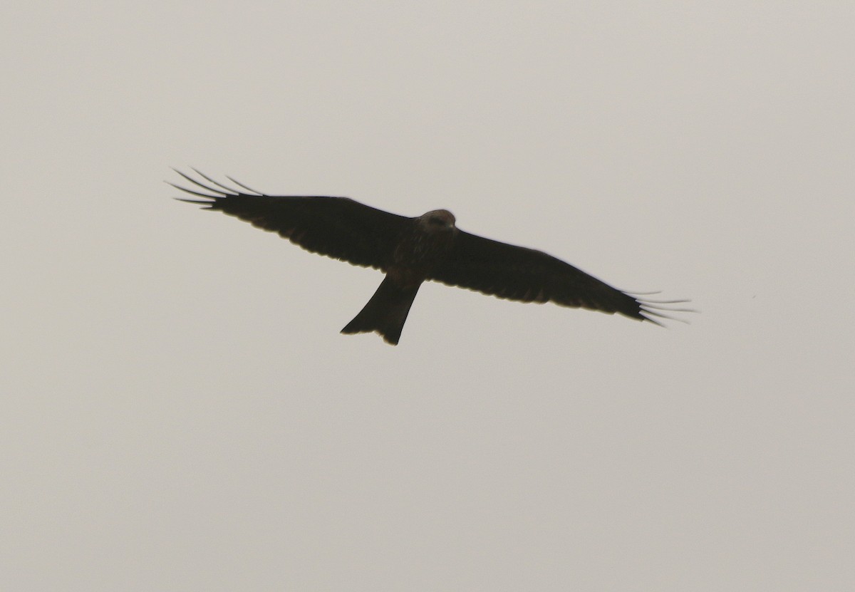 Black Kite - David  Mules