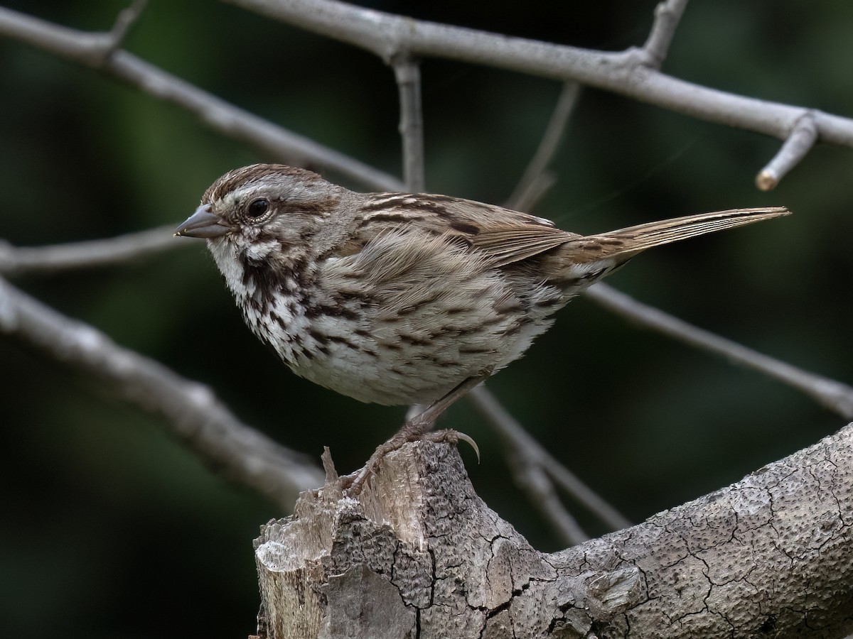 Song Sparrow - Robert Hamilton