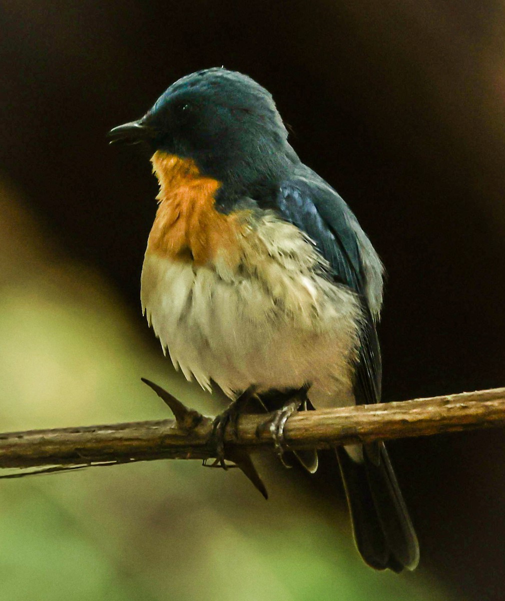 Tickell's Blue Flycatcher - Sanjay Gupta