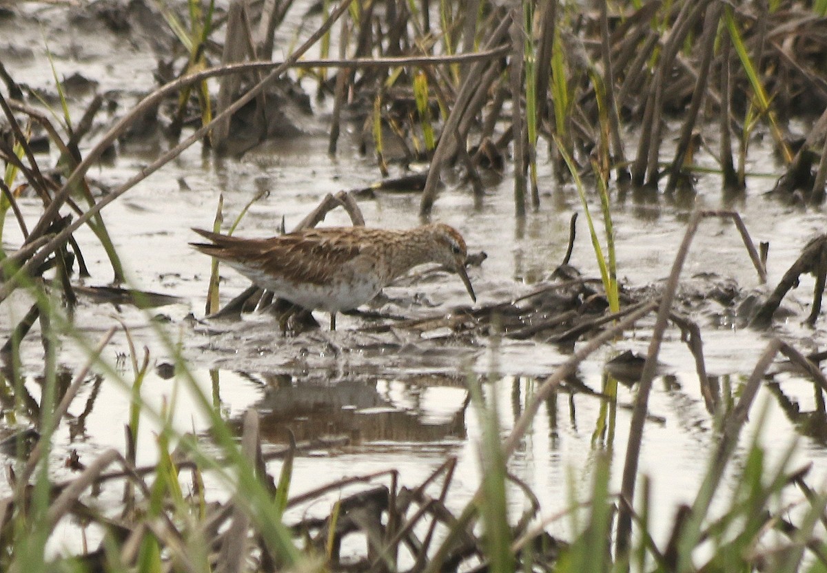 Sharp-tailed Sandpiper - ML619557065