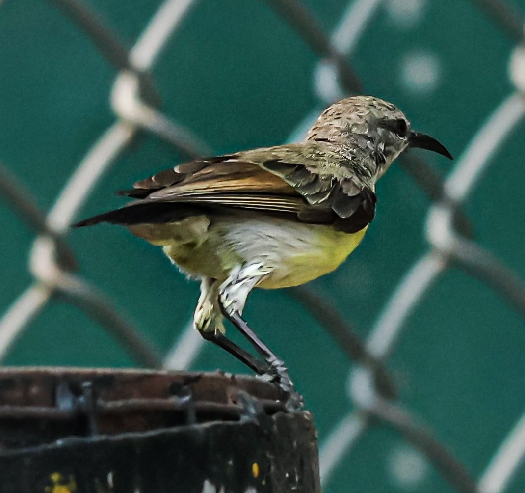 Purple-rumped Sunbird - Sanjay Gupta