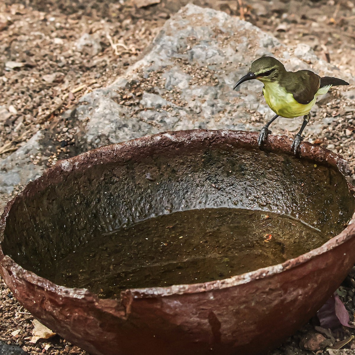 Purple-rumped Sunbird - Sanjay Gupta